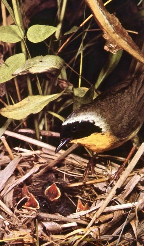 Common yellowthroat by Claremont Colleges Digital Library is licensed under CC BY-NC 2.0